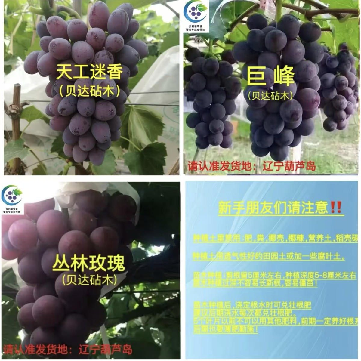 混搭3棵组合～（天工迷香，巨峰，丛林玫瑰）一年苗