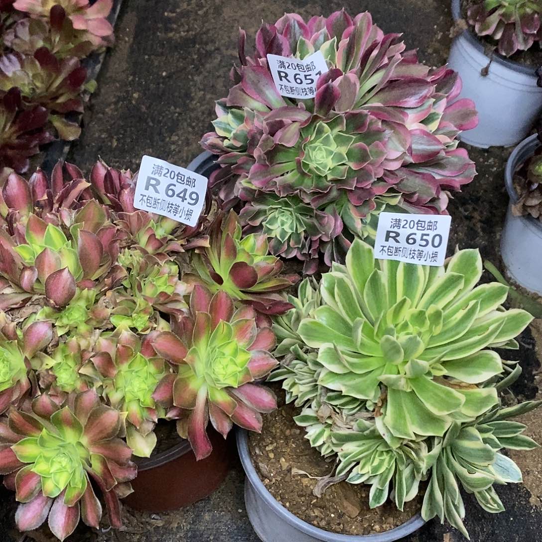 649-651三棵多肉组合法师锦