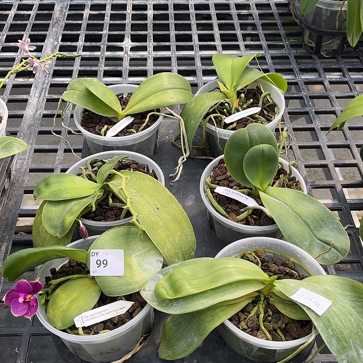 全部花苞99特价瑕疵苗叶根系都不好裸根发货任何原因不售后