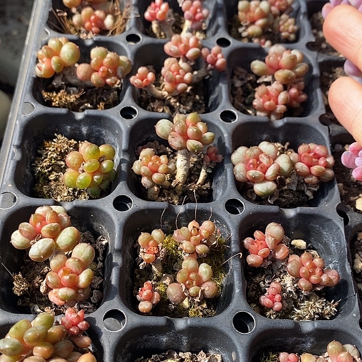 58 多肉植物盆栽花卉