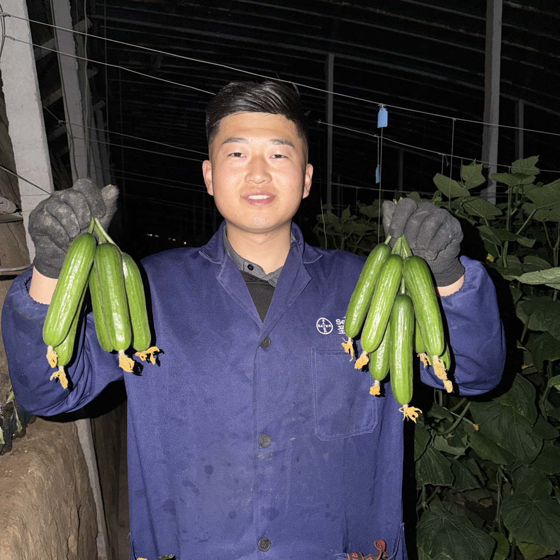 清晨采摘山东平度荷兰无刺水果小黄瓜新鲜现摘生吃脆嫩香甜爽口