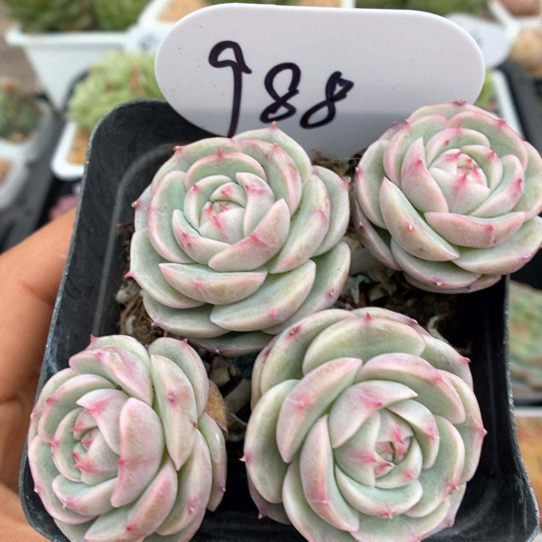 白芷珍妮群生可拍988号。