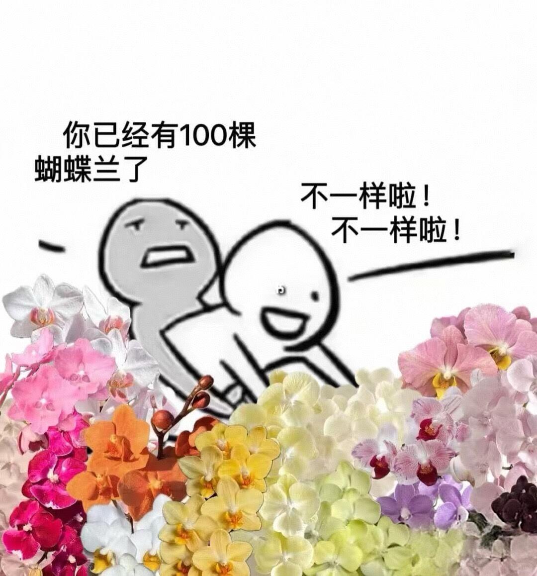 【盲盒】3.0寸蝴蝶兰带花带花苞室内前台喜事乔迁送礼懒人