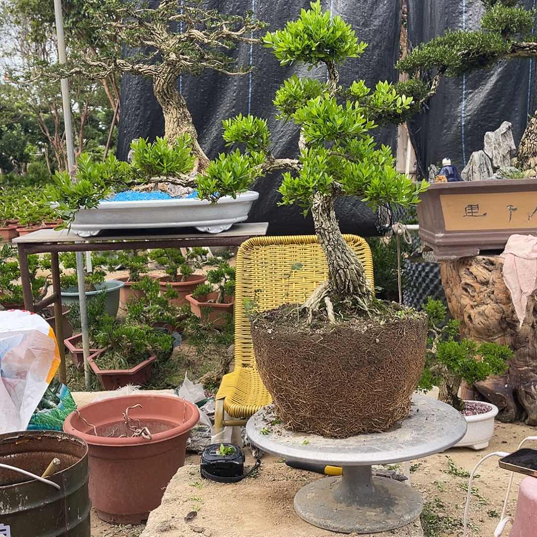 当前无花朵，栽培后可花朵