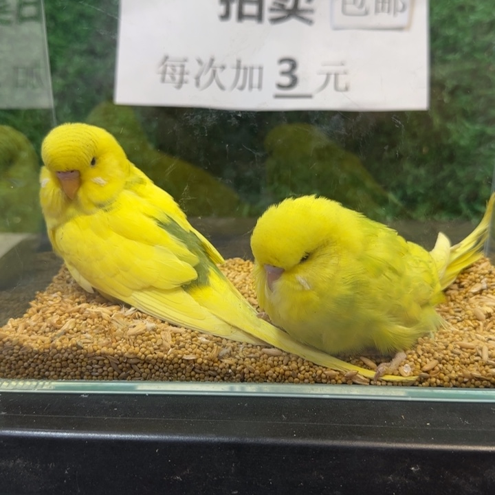 虎皮鹦鹉大头虎皮鹦鹉