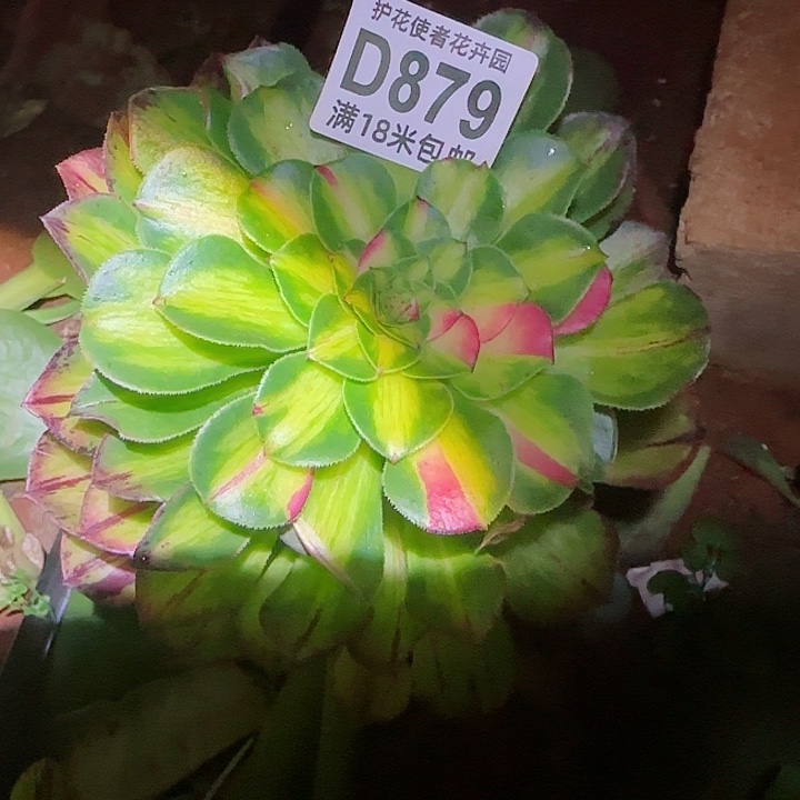 多肉 知否多肉法师植物