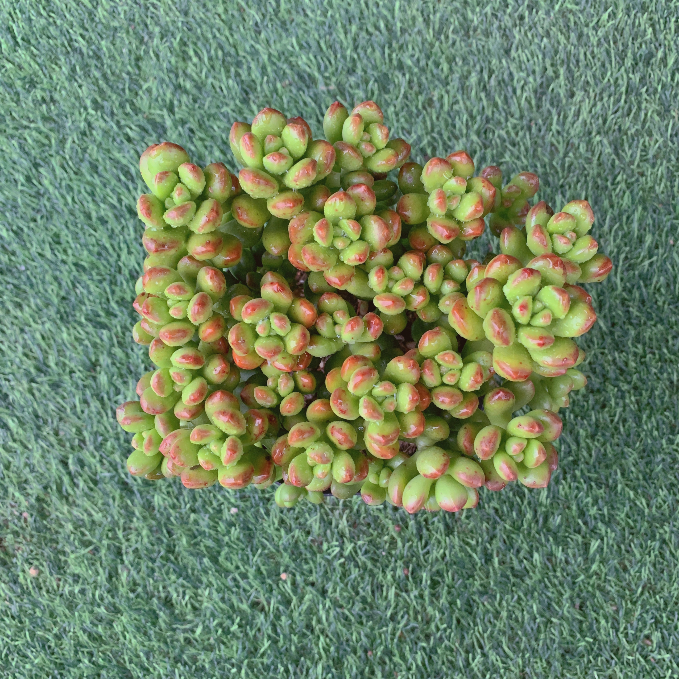 丸叶松绿群10-13CM【花界草堂】精品多肉阳台盆栽新手易养一单包邮