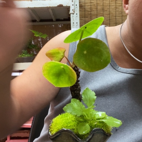 红陶一物一拍所见即所得24