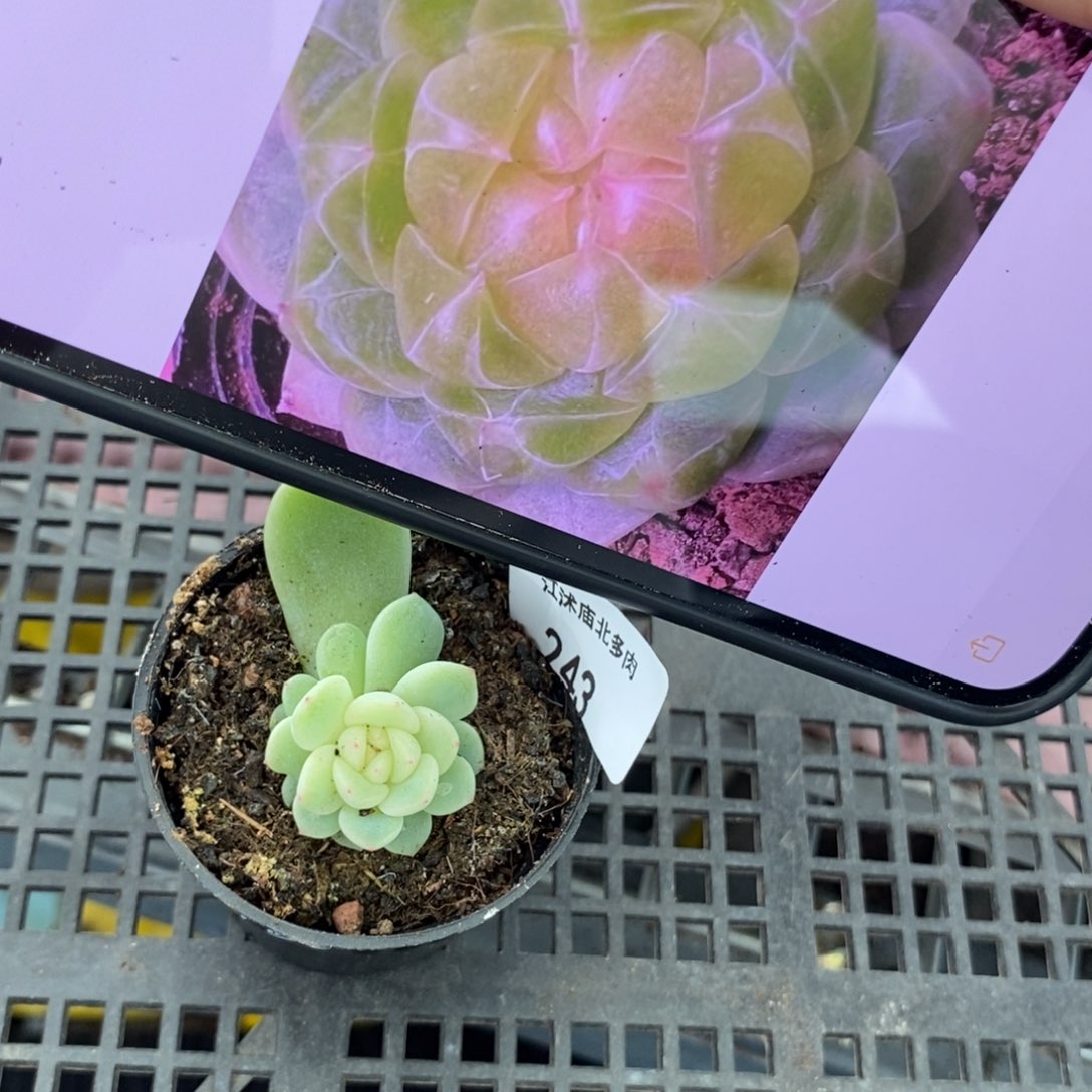 标签243甜心460一个多肉