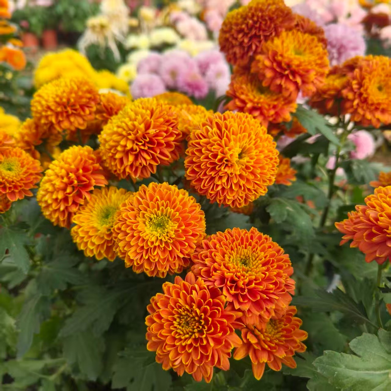 【瑞丽橙】切花四季菊月月菊 盆栽地栽阳台均可种植 土球发货