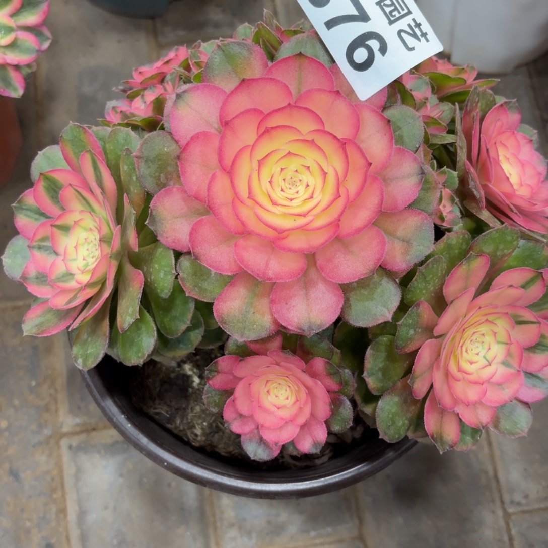 欣***莲荔枝福利老桩876肉肉肉