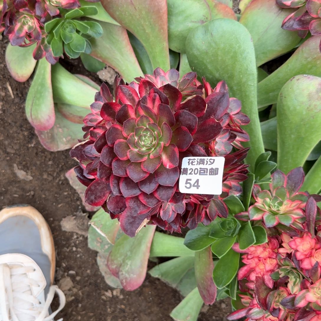 黑魔锦多肉植物法师54