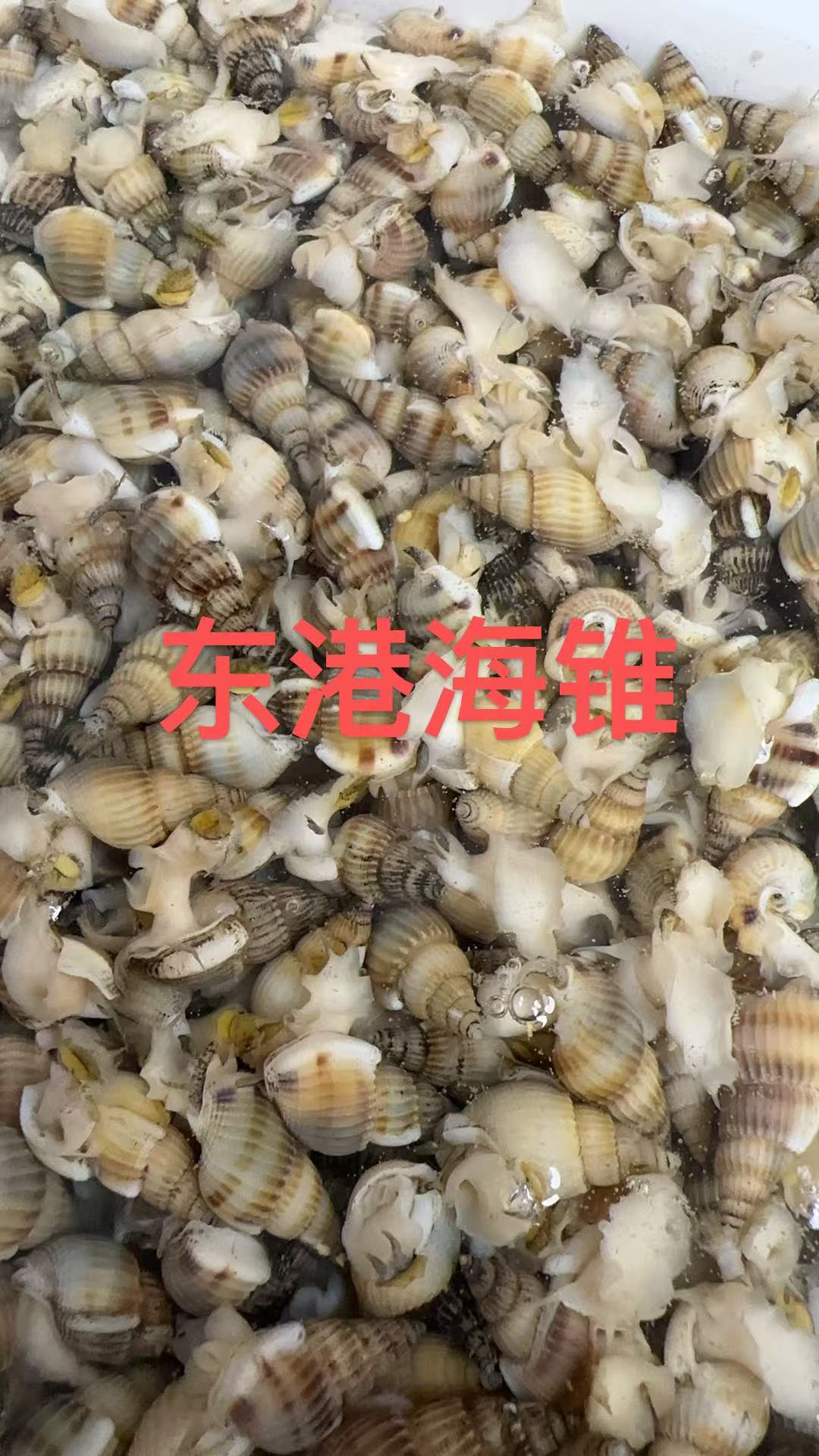 鲜活小号海锥包鲜顺丰发货品质好