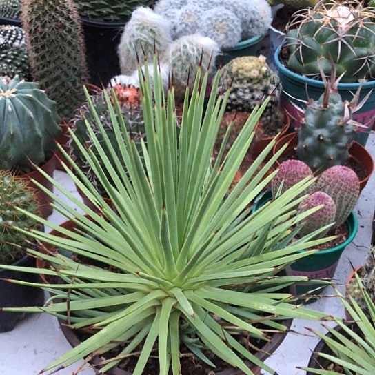 肥***鱼无花朵吹尚带盆土包邮