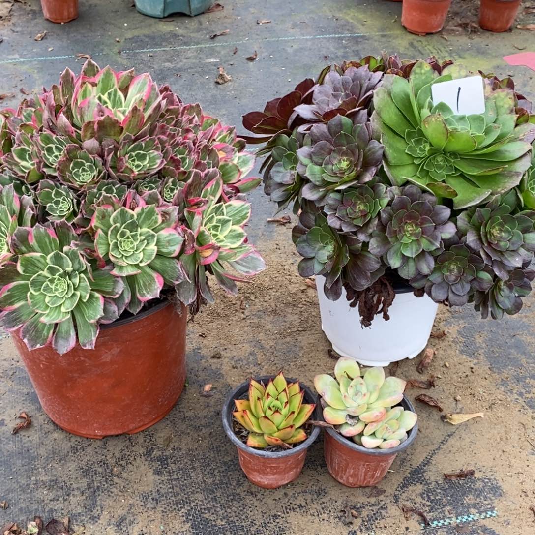 无花朵多肉植物组合拼盘1