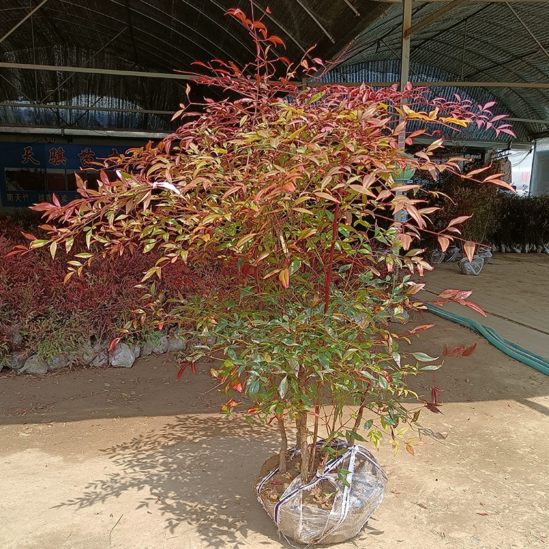 丛生南天竹树苗老桩盆景火焰红天竺庭院绿化苗木花园耐寒观叶植物