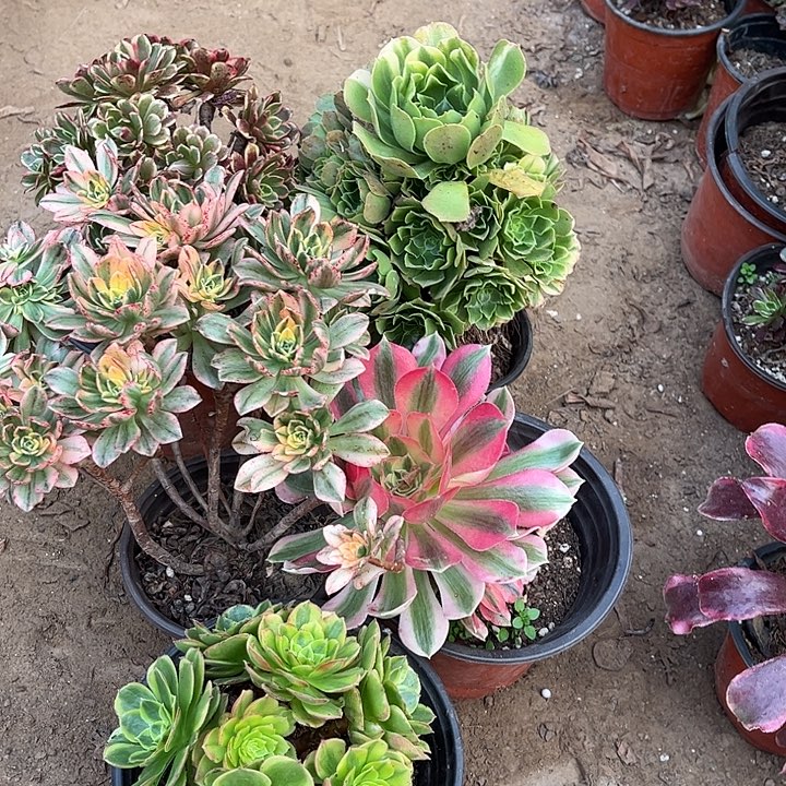 555多肉植物瑕疵特价，