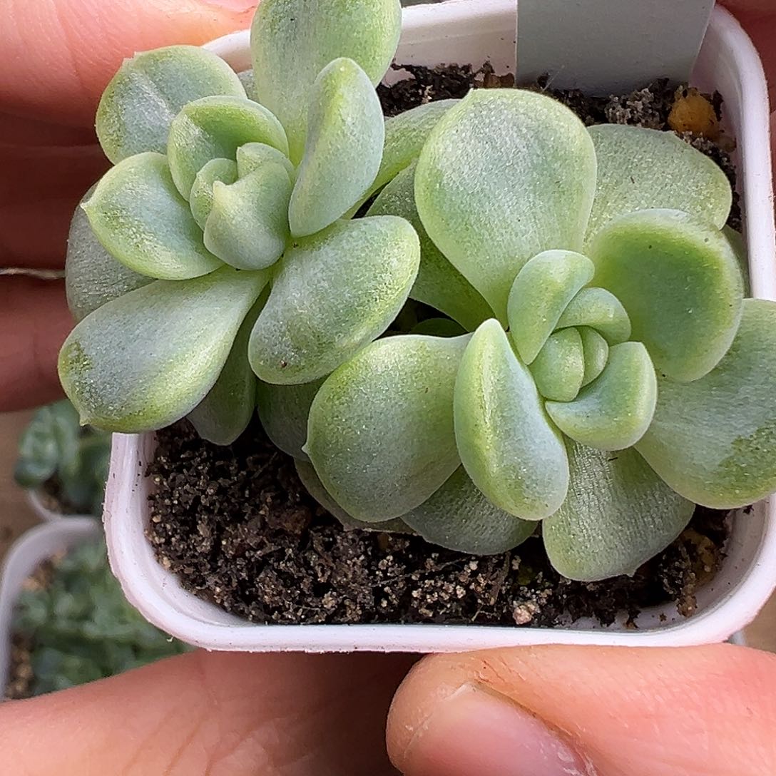 财富密码绿。       