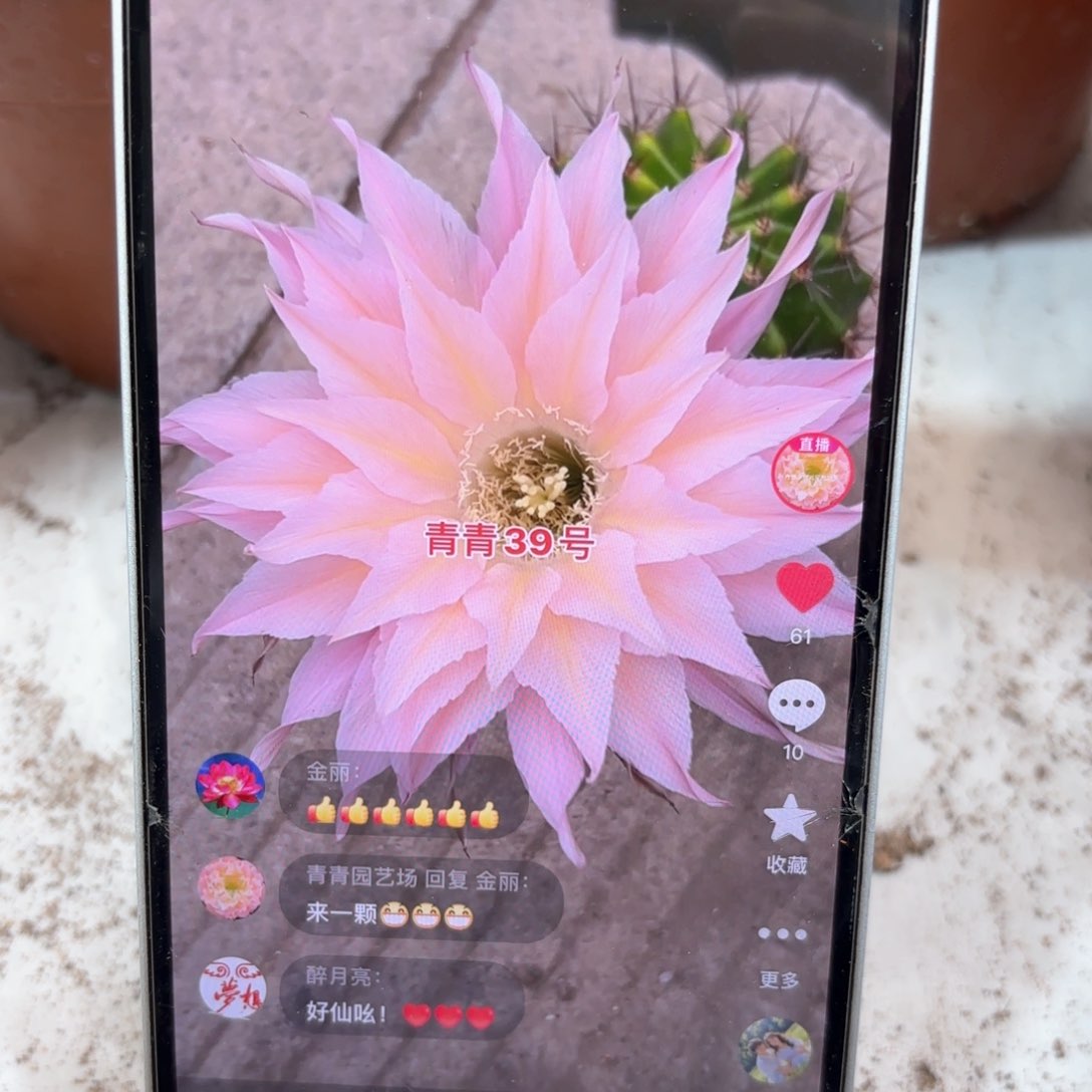 彩草39号8公分左右