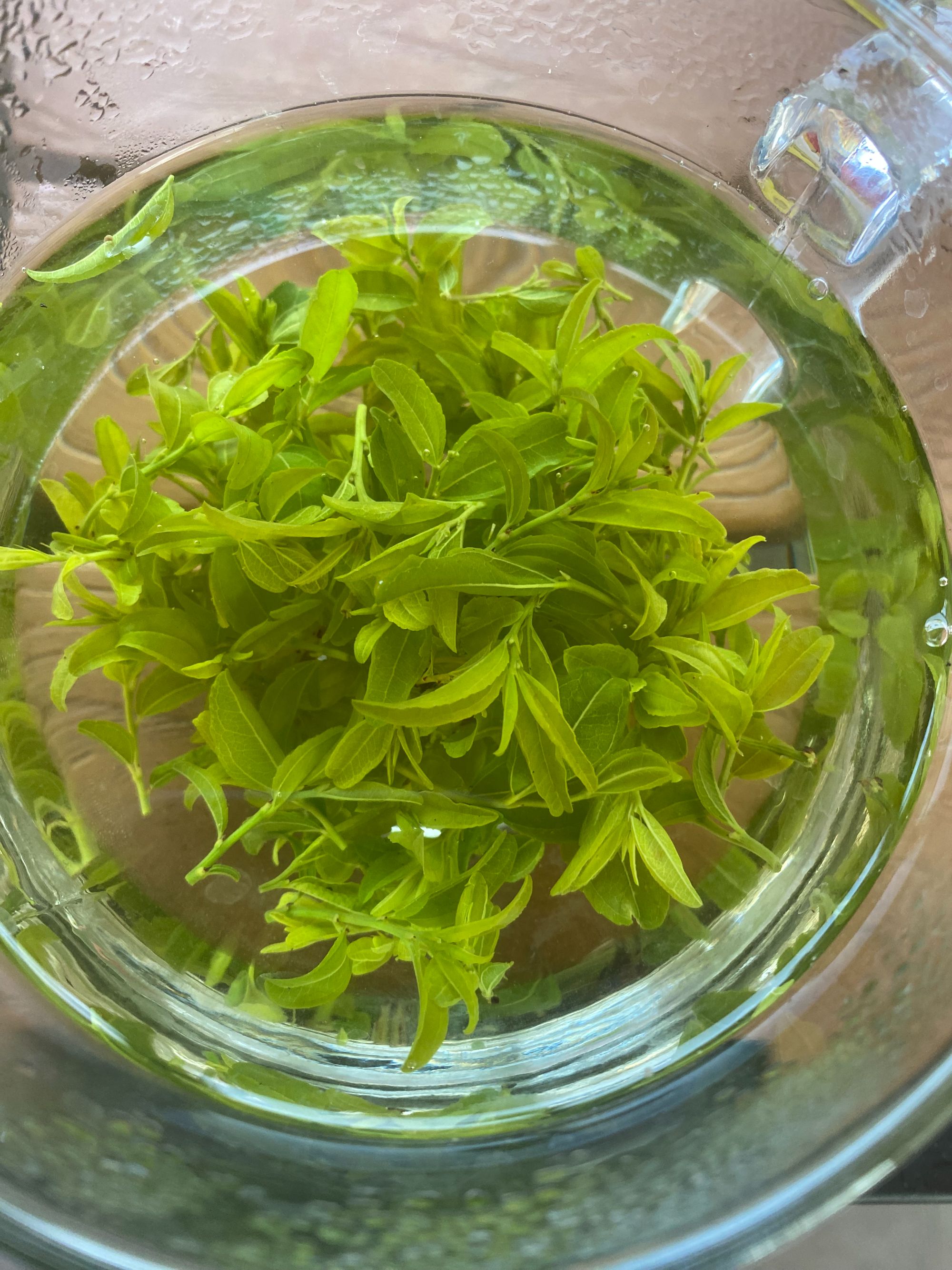 伏牛2025酸枣芽手工炒制