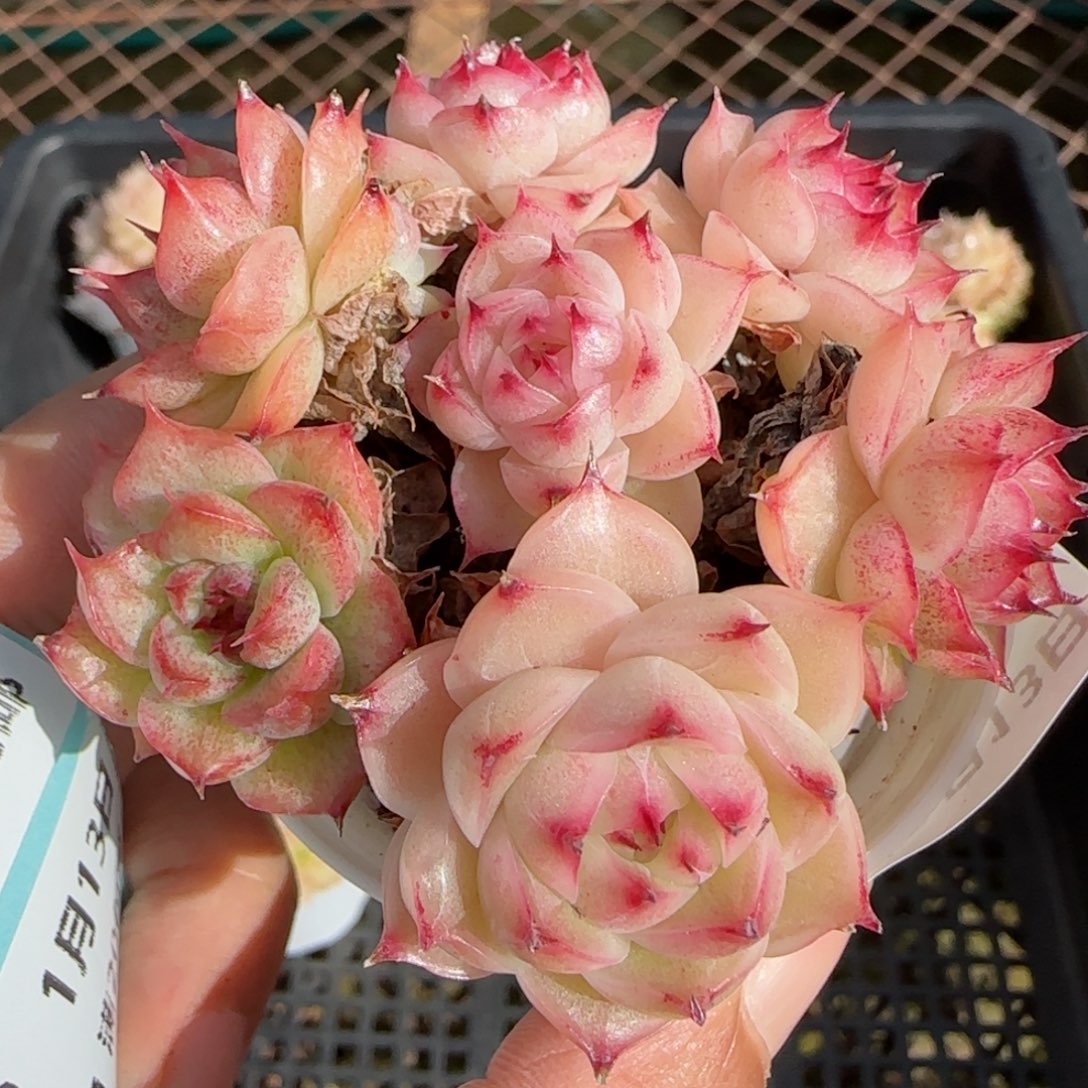 嘟**满花语逸镜0113-301