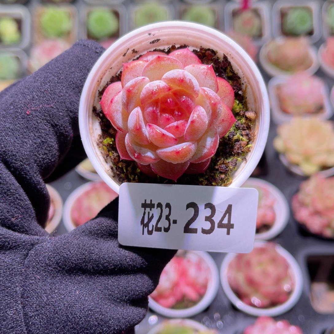 花利美23-234雪颜玉