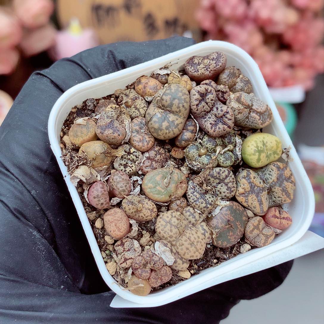 生石花满18包邮7-171