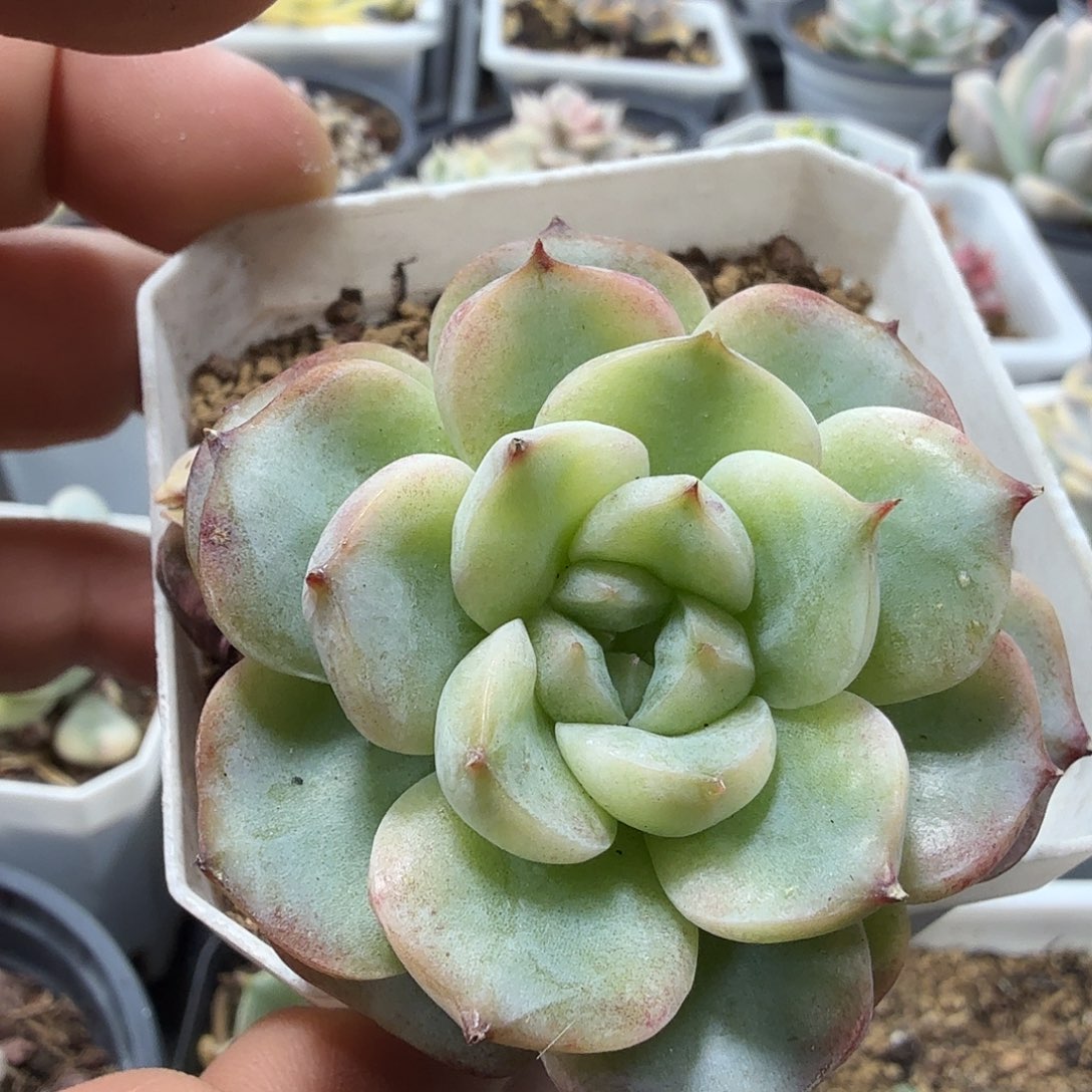 天鹅绒锦  小方花圃一物一拍