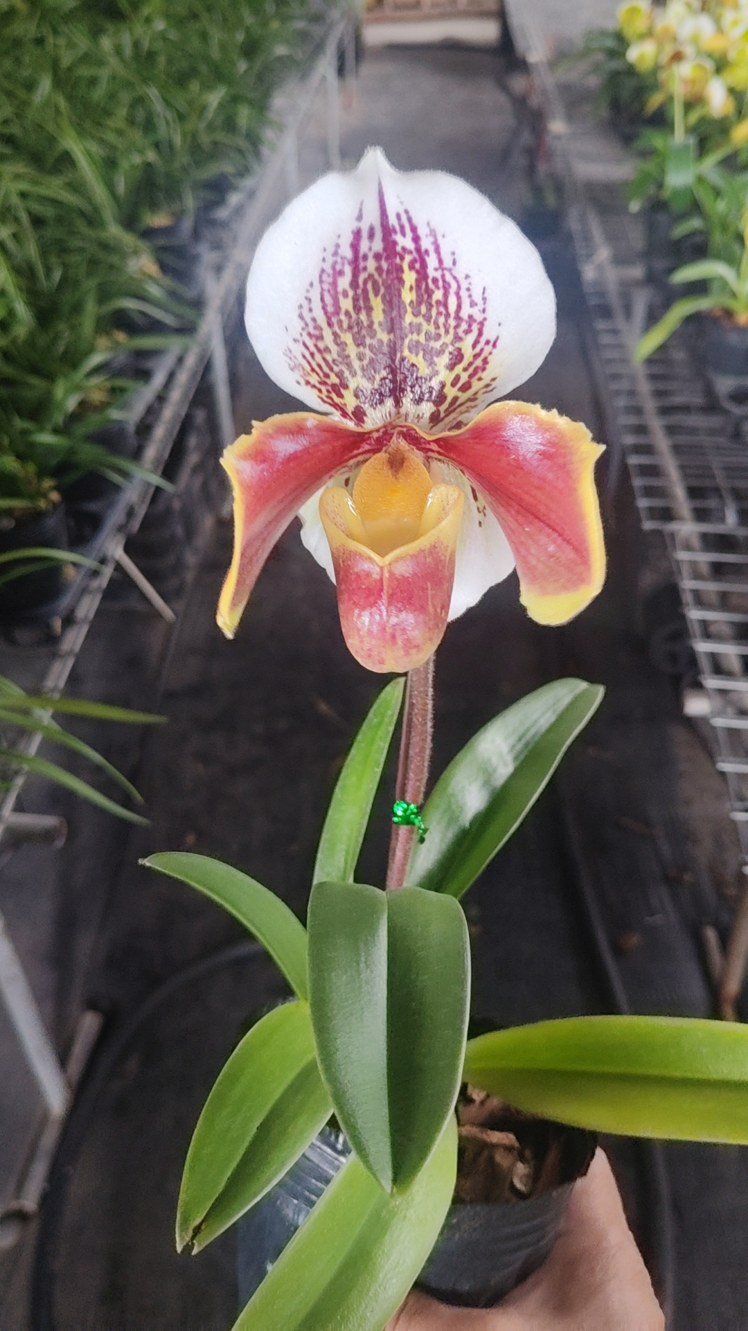 拖鞋兰又名兜兰，叶片青绿，花朵亮丽