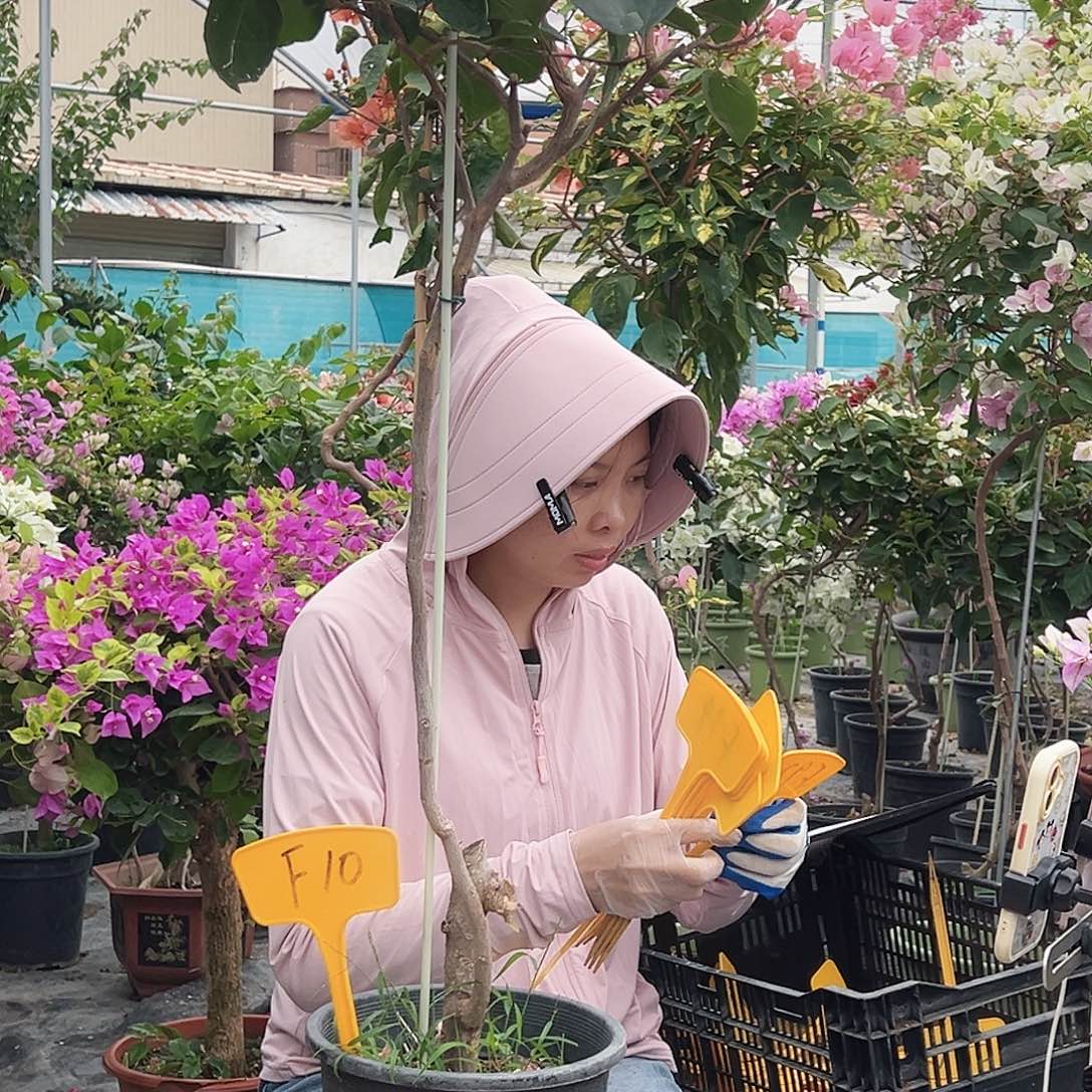 完***℡大部分花苞少量开放F10凤凰