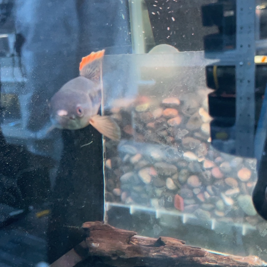 思****海水鱼七彩牙鱼中小型猛鱼七彩牙鱼