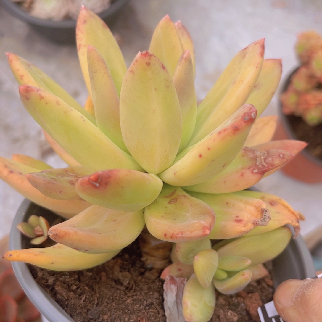 海洋之歌0346多肉植物