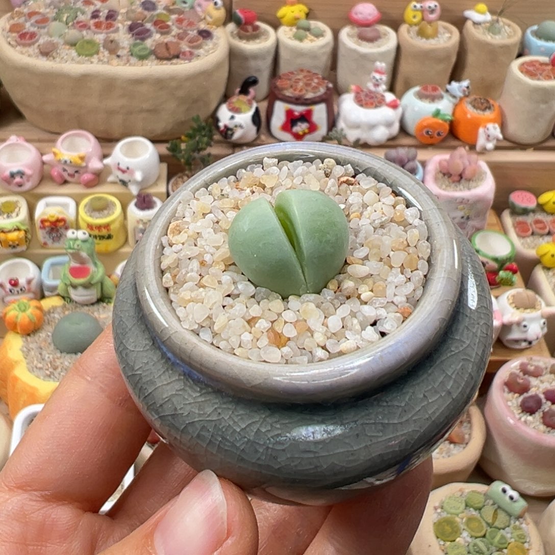 多肉植物108号元宝