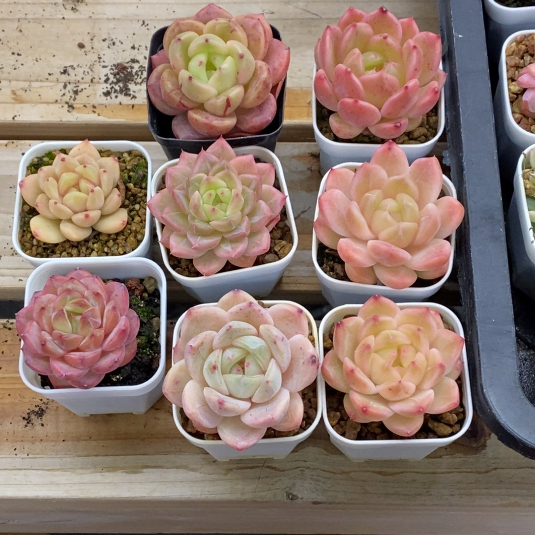 精品多肉一物一拍不包整60