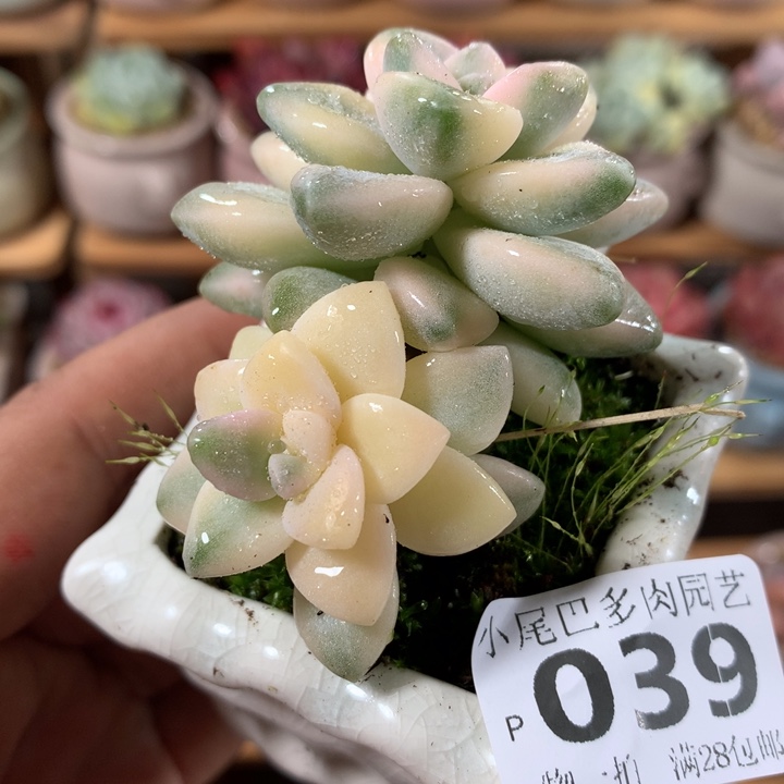 小尾巴多肉园艺5CM迷你拇指盆栽P039