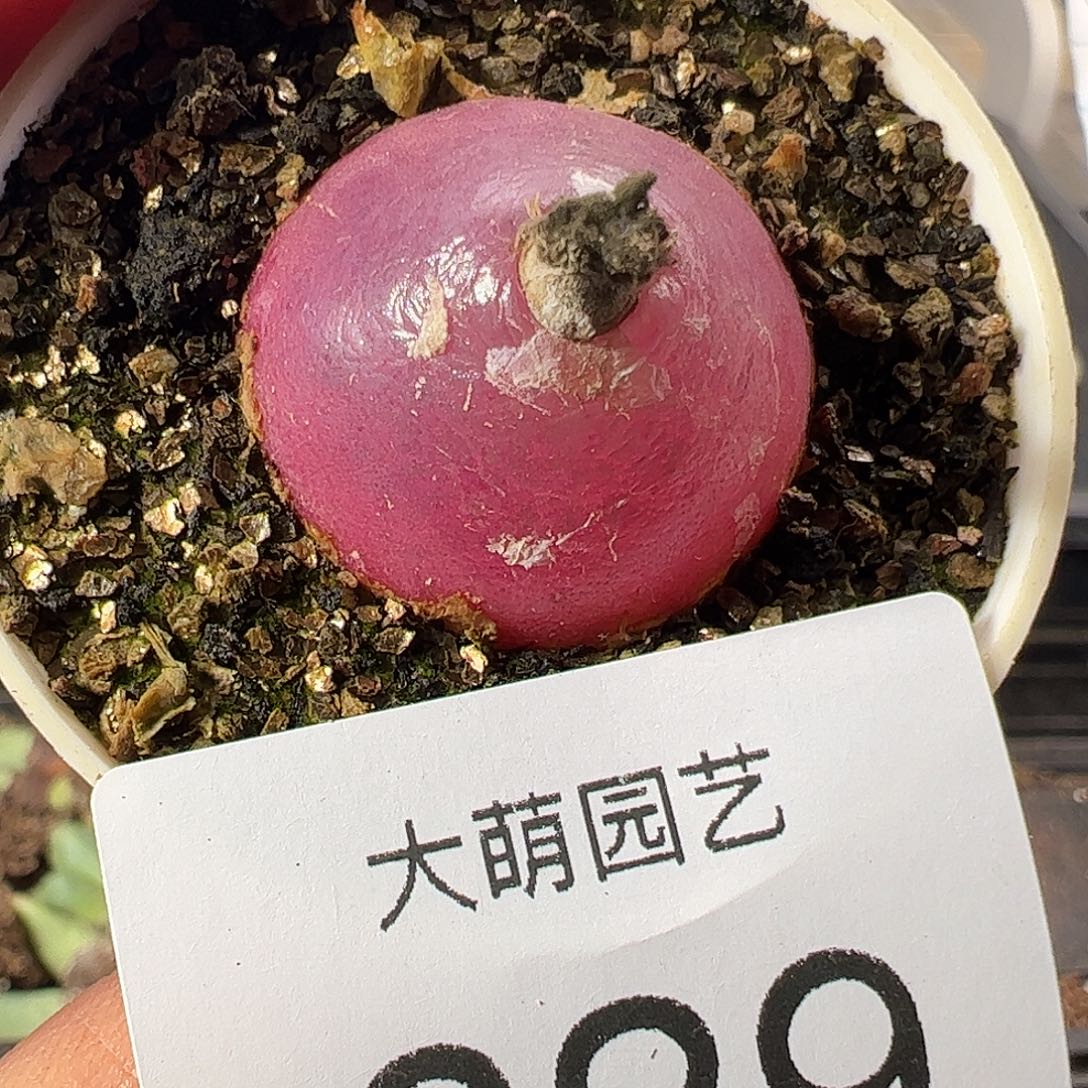 一物一拍。        629