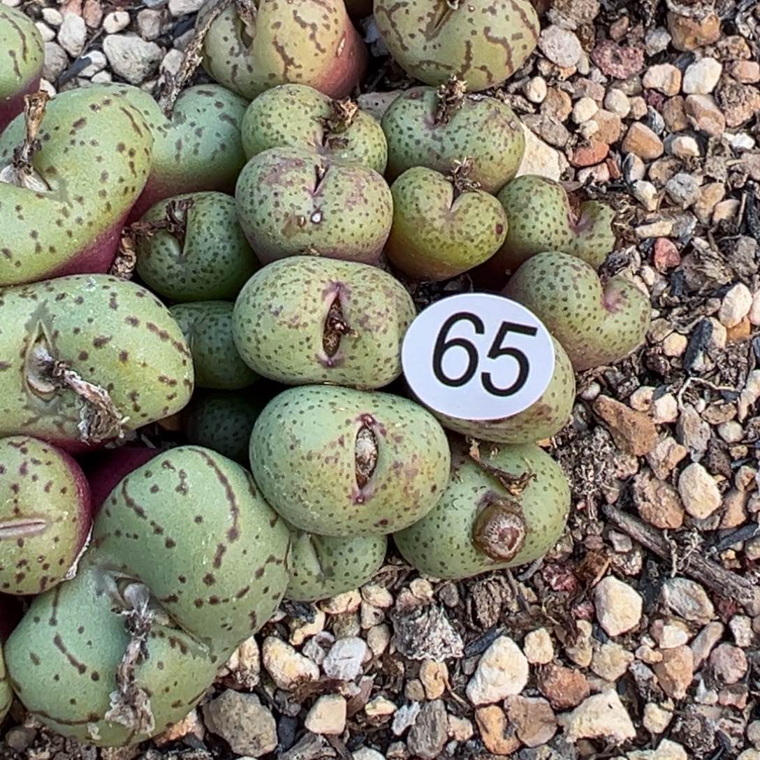 多肉植物1111111111111