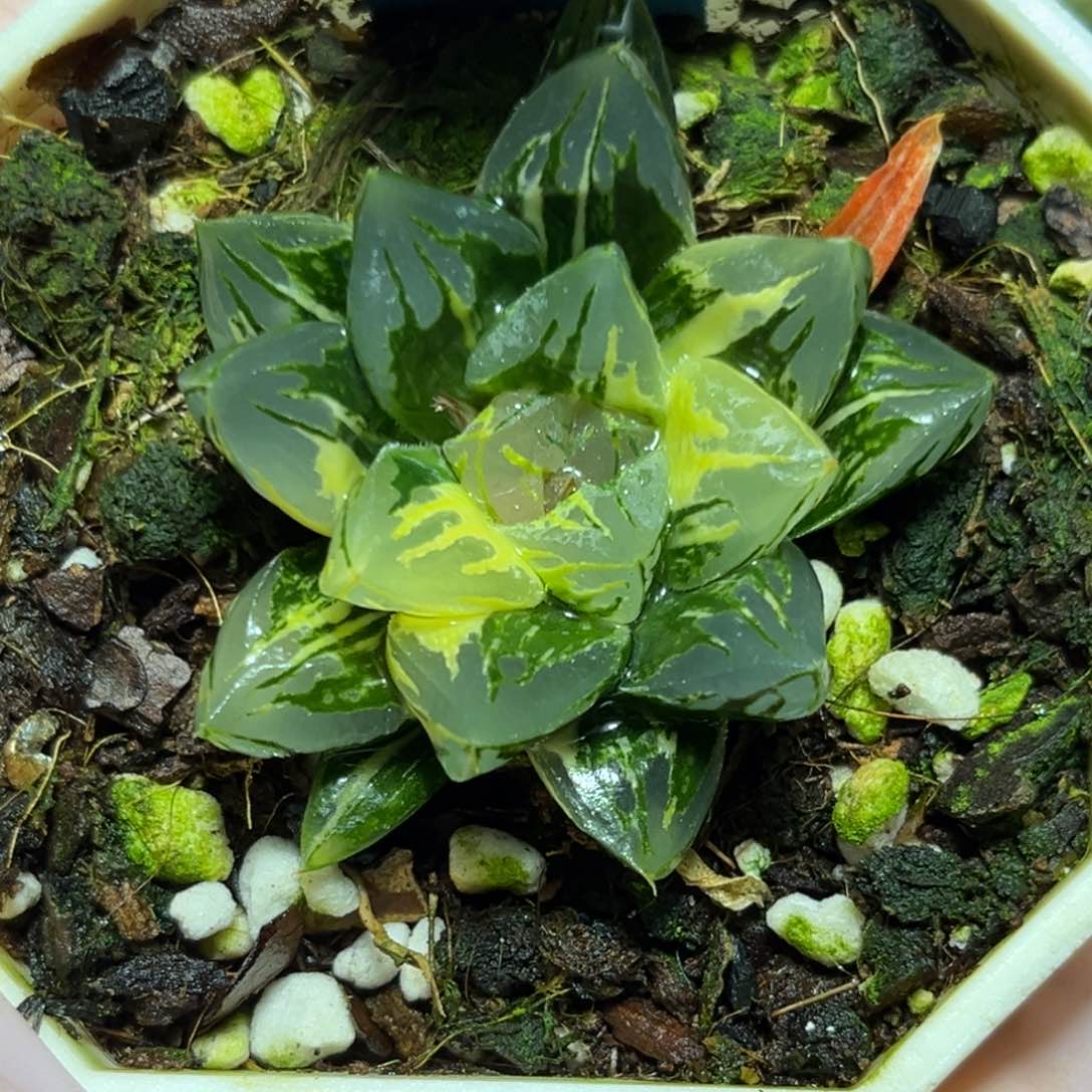 恭喜发财大吉大利0180花水晶