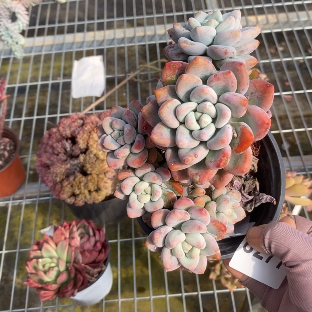 6278冰清玉洁一物一拍