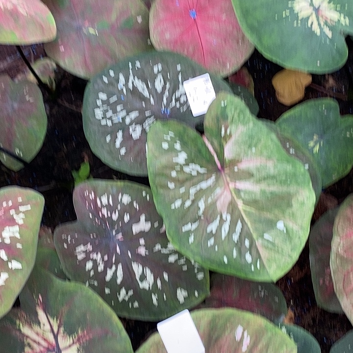 陈***以完全开放陈可以专拍