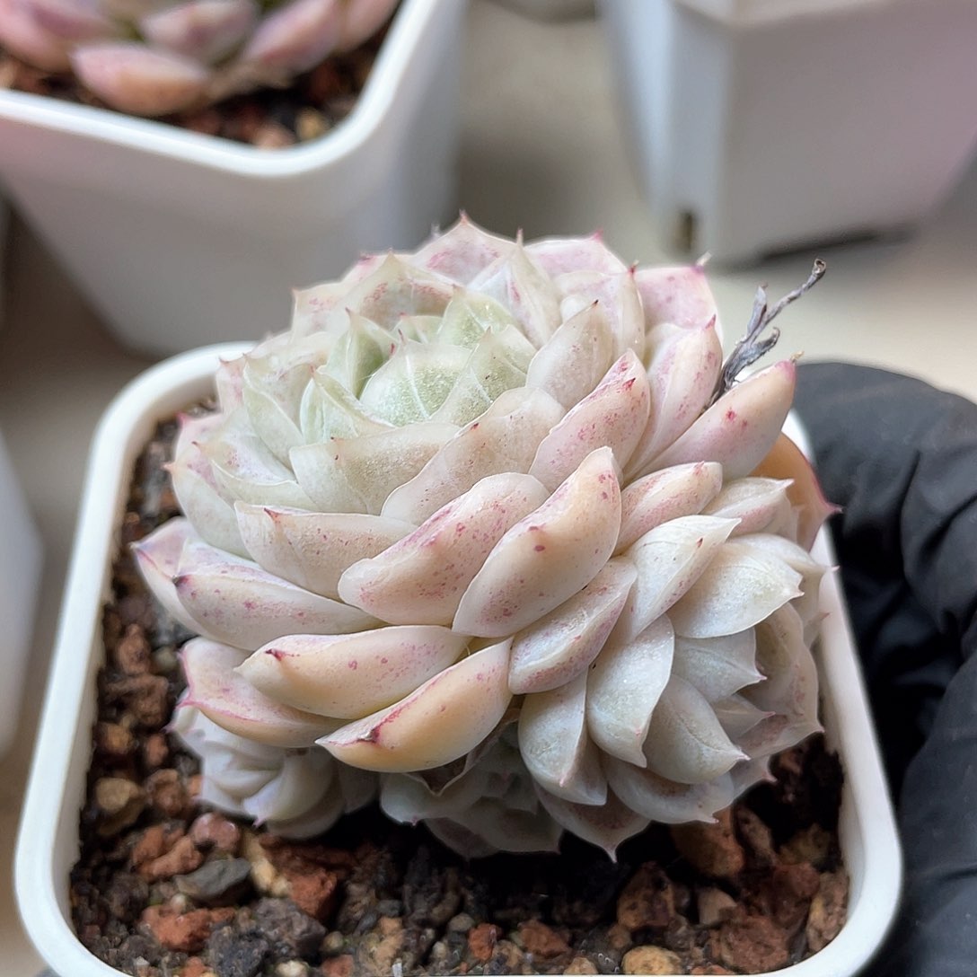 优选77号女王885