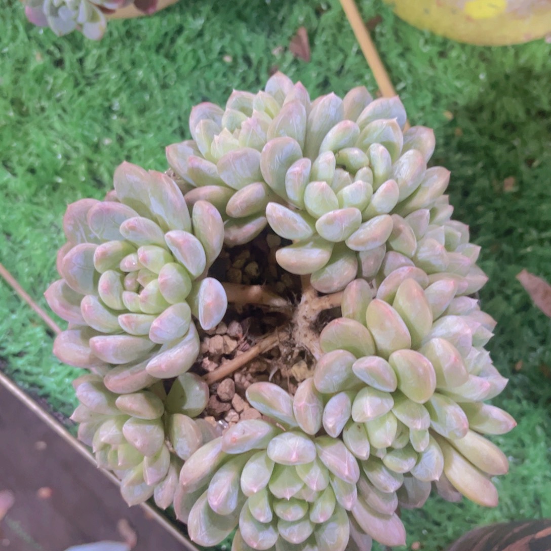 百达翡翠朵朵缀03192多肉植物