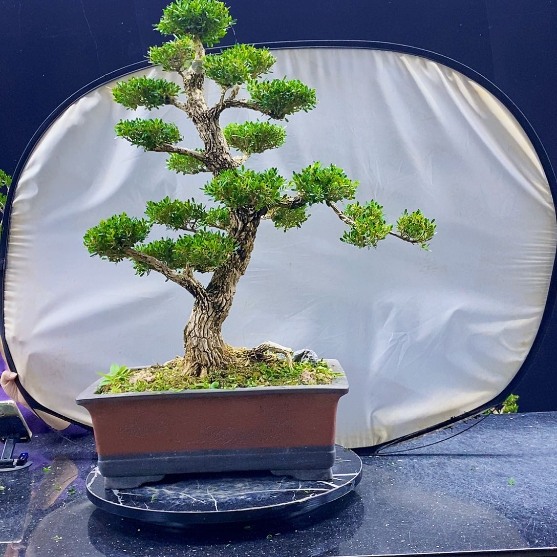 无花朵黄杨盆景造型