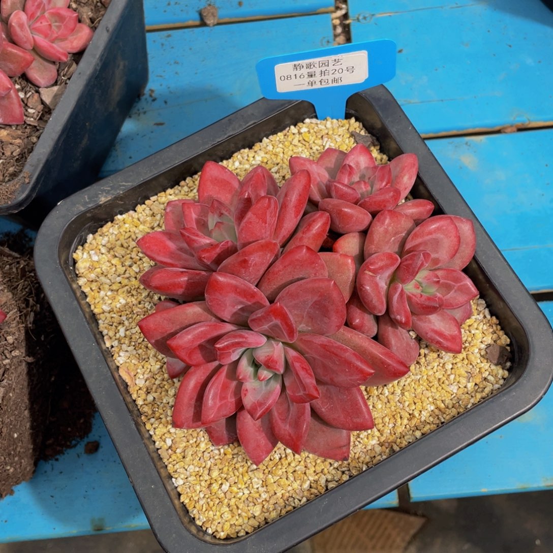 0816-20-全状态赫菲斯托一刻