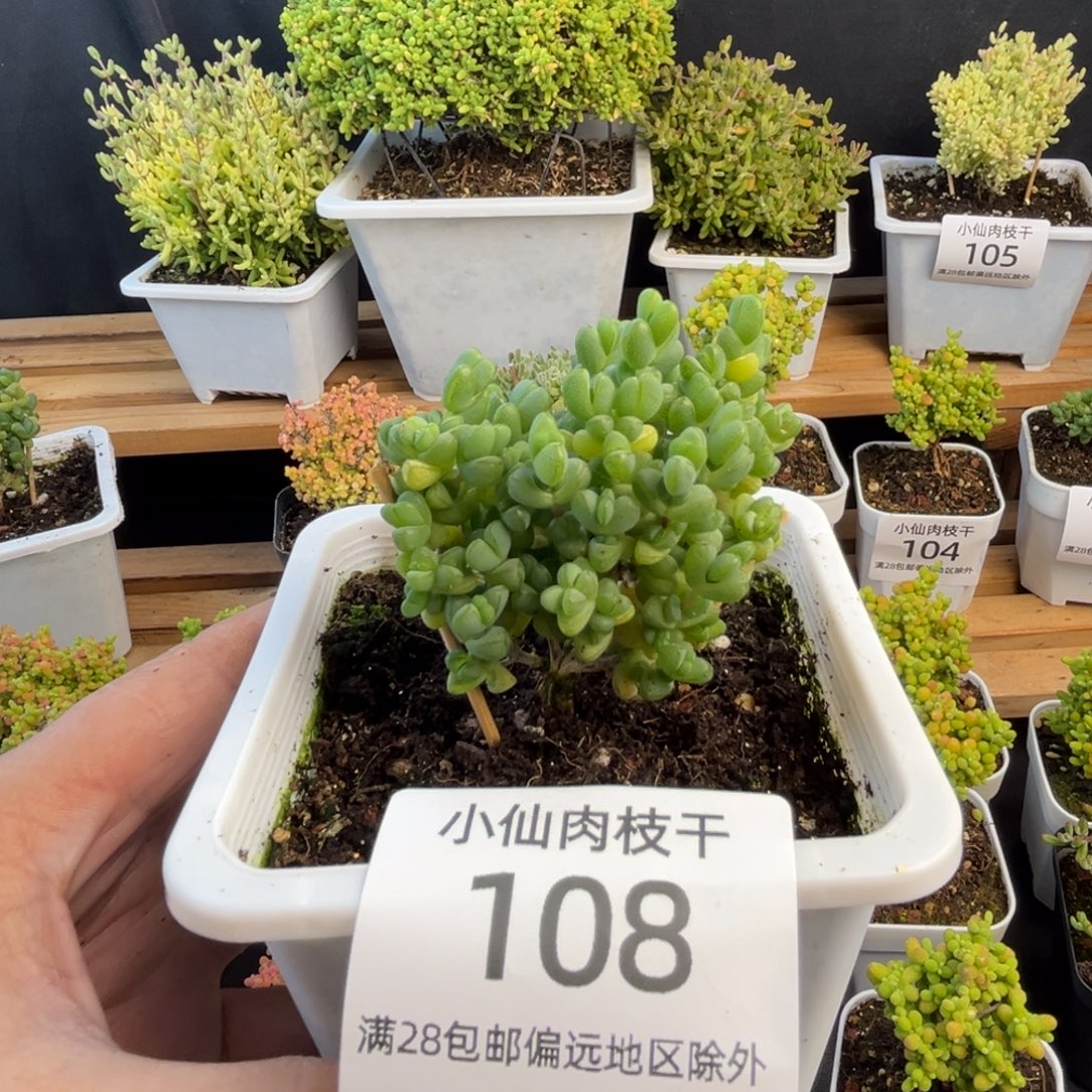 108枝干番杏10口盆元宝