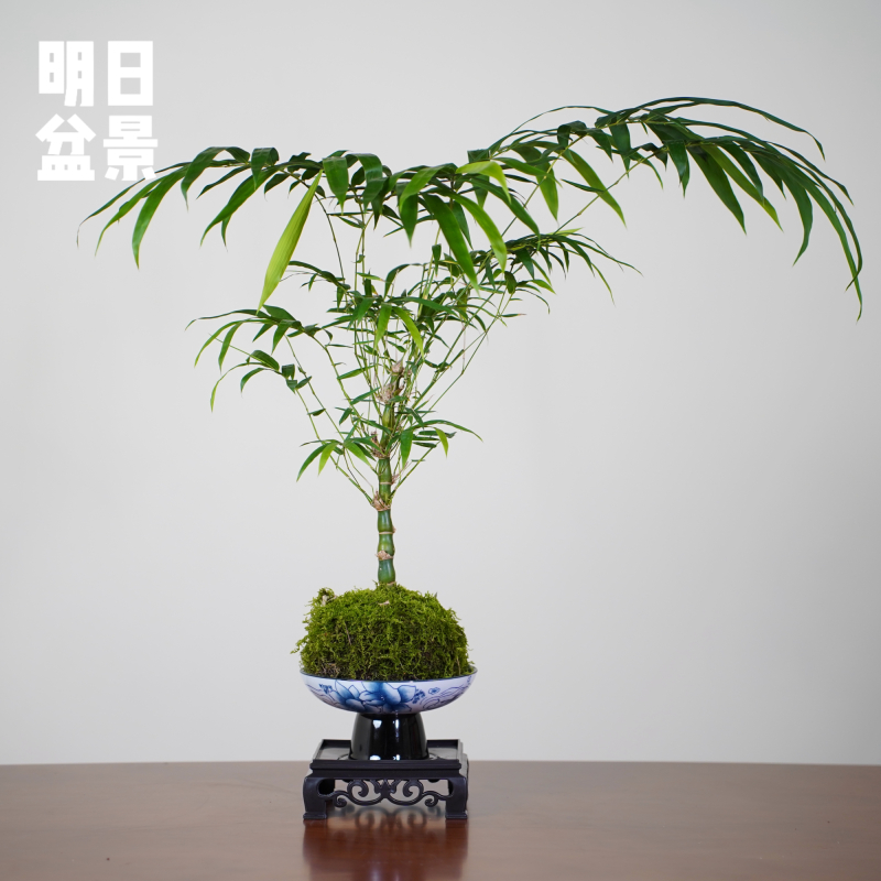 佛肚竹苔藓球款国风青花盆茶台颜值摆件好养易活水培植物
