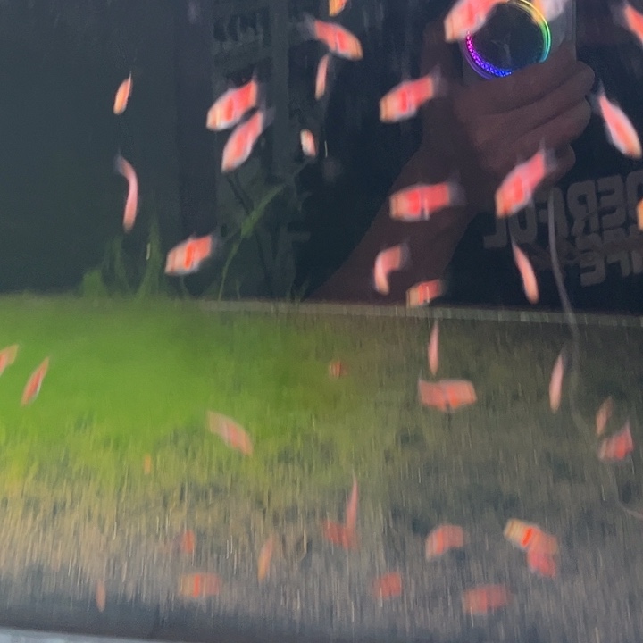 灯科鱼三角灯热带观赏鱼