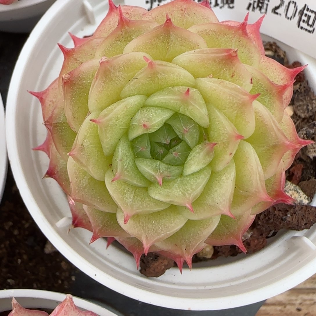 花语逸镜0215-239