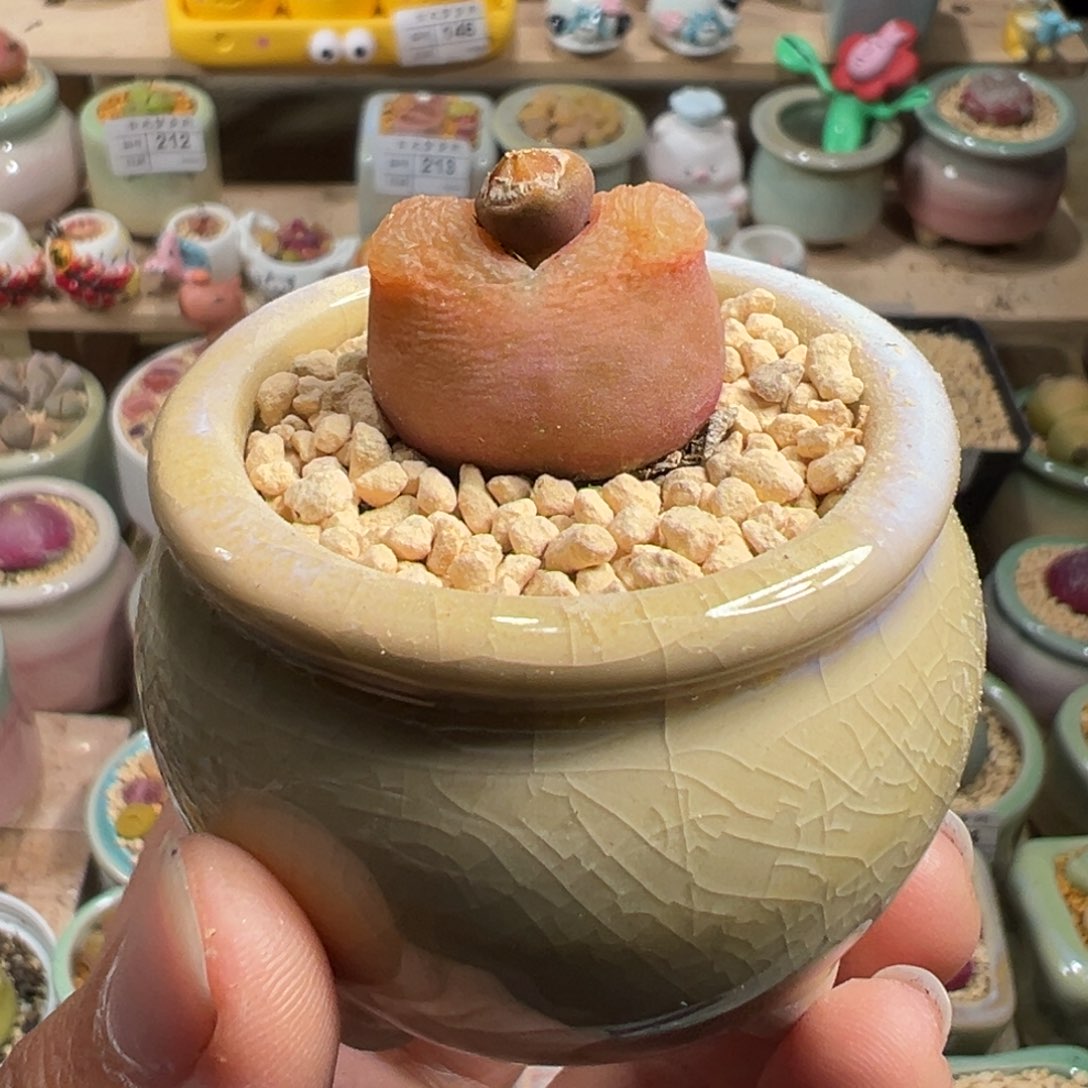 多肉植物223号橘色毛毛