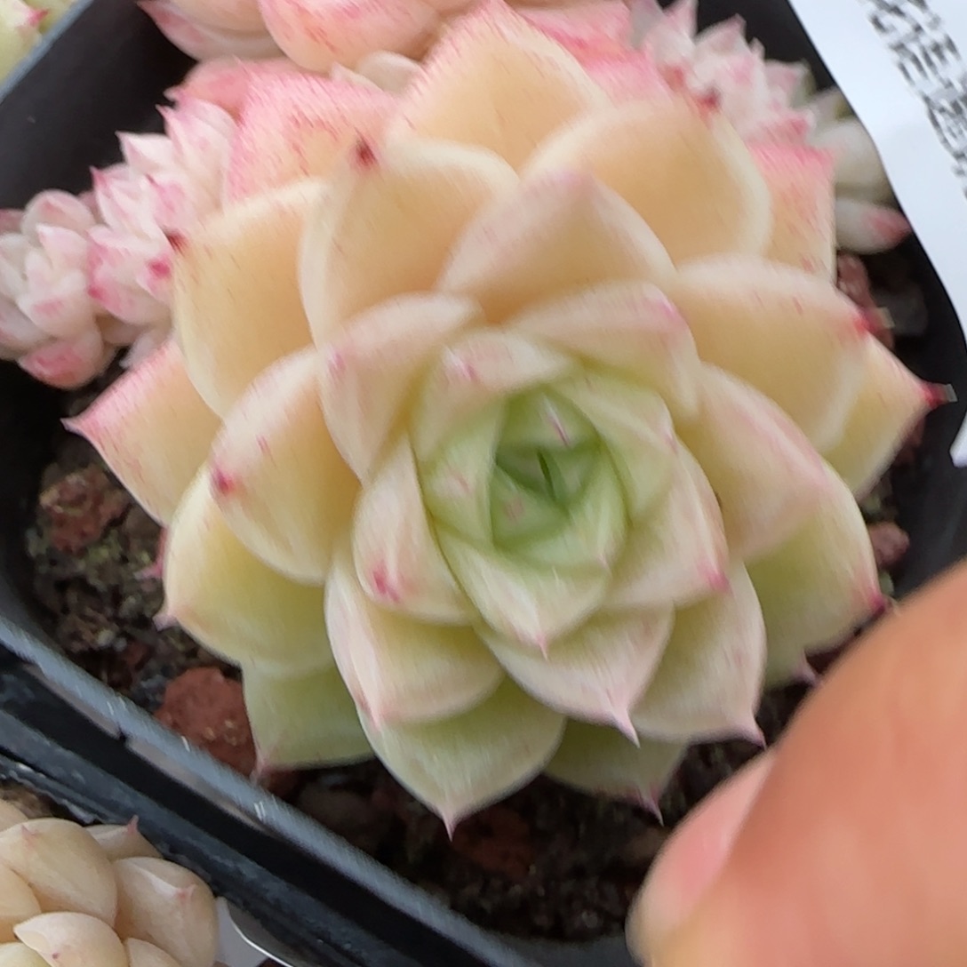 花语逸镜0129-138